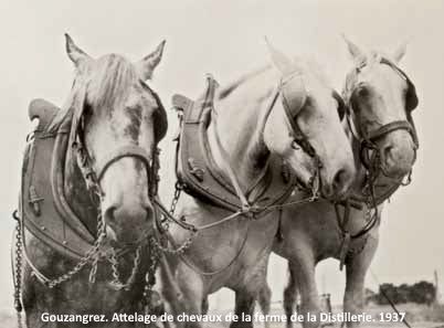 1937 chevaux à Gouzangrez